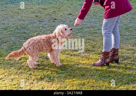 Hund und und Mensch. Der Cockapoo Welpe bekommt sein Leckerchen. Siegsdorf Bayern Deutschland *** cane e uomo il cucciolo di Cockapoo ottiene il suo trattamento Siegsdorf Baviera Germania Copyright: XRolfxPossx Foto Stock