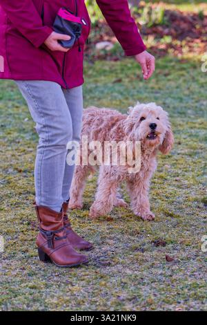 Hund und und Mensch. Der Cockapoo Welpe bekommt sein Leckerchen. Siegsdorf Bayern Deutschland *** cane e uomo il cucciolo di Cockapoo ottiene il suo trattamento Siegsdorf Baviera Germania Copyright: XRolfxPossx Foto Stock