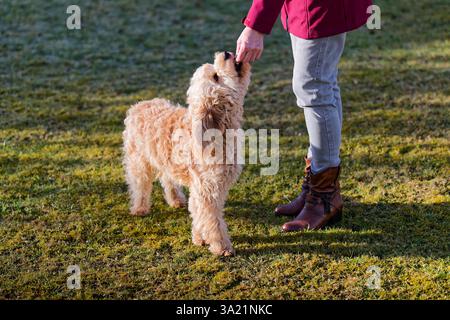 Hund und und Mensch. Der Cockapoo Welpe bekommt sein Leckerchen. Siegsdorf Bayern Deutschland *** cane e uomo il cucciolo di Cockapoo ottiene il suo trattamento Siegsdorf Baviera Germania Copyright: XRolfxPossx Foto Stock