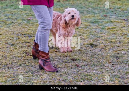 Hund und und Mensch. Der Cockapoo Welpe bekommt sein Leckerchen. Siegsdorf Bayern Deutschland *** cane e uomo il cucciolo di Cockapoo ottiene il suo trattamento Siegsdorf Baviera Germania Copyright: XRolfxPossx Foto Stock