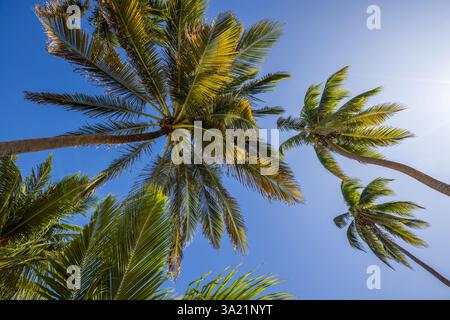 Guardando in alto attraverso le palme di cocco a Caye Caulker, Belize, America centrale Foto Stock
