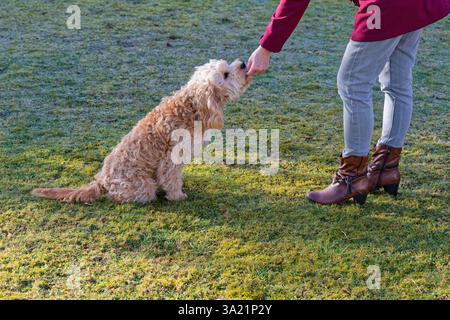 Hund und und Mensch. Der Cockapoo Welpe bekommt sein Leckerchen. Siegsdorf Bayern Deutschland *** cane e uomo il cucciolo di Cockapoo ottiene il suo trattamento Siegsdorf Baviera Germania Copyright: XRolfxPossx Foto Stock