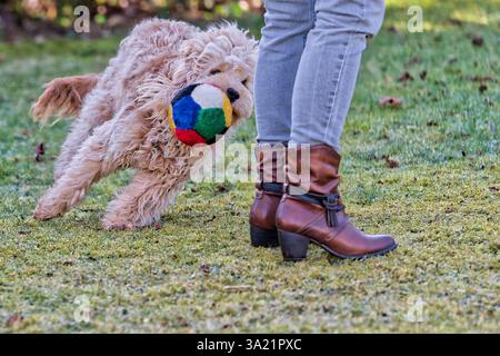 Los geht das Lieblingsspiel. Der Cockapoo Welpe und Sein Ball. Siegsdorf Bayern Deutschland *** Ecco il tuo gioco preferito il cucciolo Cockapoo e la sua palla Siegsdorf Bavaria Germania Copyright: XRolfxPossx Foto Stock