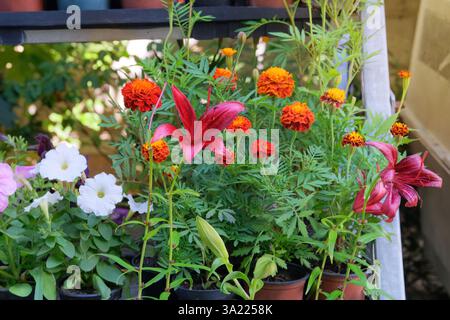 Piantine di Lily e altri impianti in contenitori nel mercato locale. Piante decorative in vaso. Varietà di piante per la decorazione. Negozio in giardino. Soleggiato. Foto Stock