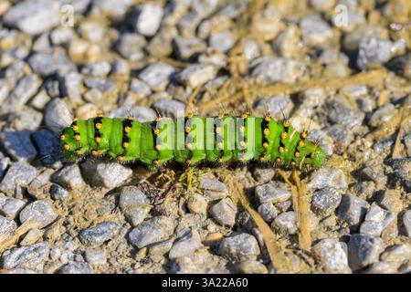 bruco verde colorato di un piccolo imperatore Moth (Saturnia pavonia) che strizza per terra in una giornata di sole (Austria) Foto Stock