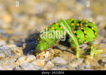 Colorato bruco verde di un piccolo imperatore Moth che strizza per terra in una giornata di sole Austria Goldegg Austria Foto Stock