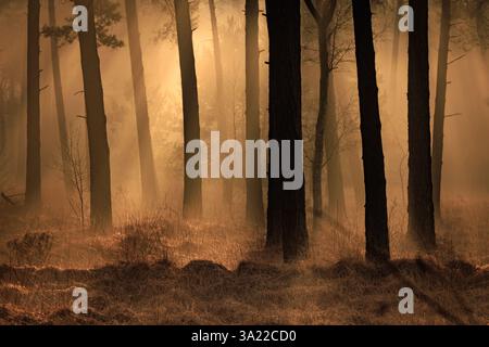 Un bagliore dorato mentre il sole splende vera la foresta autunnale con i raggi del sole che attraversano gli alberi in un bellissimo paesaggio Foto Stock