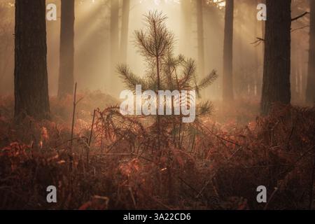 Un bagliore dorato mentre il sole splende vera la foresta autunnale con i raggi del sole che attraversano gli alberi in un bellissimo paesaggio Foto Stock