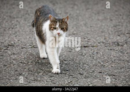 Londra, Regno Unito. 11 marzo 2025. Larry il gatto di Downing Street, capo Mouser. I ministri partecipano alla riunione del gabinetto di governo a Downing Street, Londra, Regno Unito Credit: Imageplotter/Alamy Live News Foto Stock