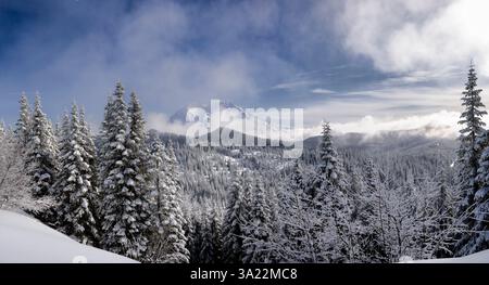 WA26425-00...... WASHINGTON -Mount Rainier dal Trooper Ridge del 10th Mountain Devision Memorial Trail, Mount Tahoma Trail System. Foto Stock