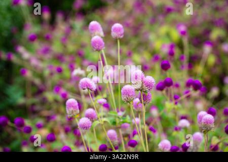 Primo piano Gomphrena Globosa fiorisce nel campo in mattinata selictive focus Foto Stock