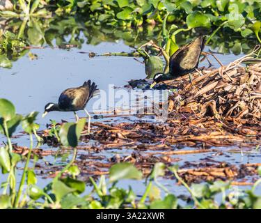 Un paio di Jacana in un lago Foto Stock