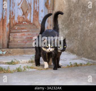 Un paio di gatti neri insieme in un vicolo greco, un gatto in piedi fidato sopra il suo amico Foto Stock