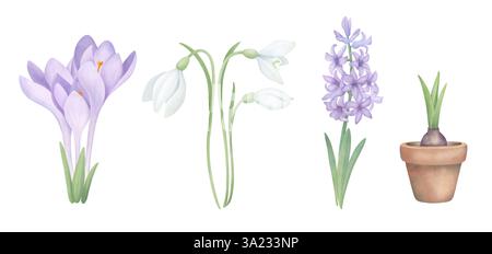 Primi fiori incastonati con piante bulbose. Collezione acquerello di croci viola, gocce di neve, Giacinto e bulbo germogliato in una pentola isolata su bianco. Foto Stock