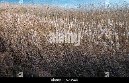 Una fitta distesa di canne secche riempie la cornice, i loro gambi testurizzati e i delicati fiori secchi creano un arazzo invernale Foto Stock