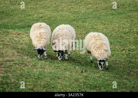 Tre pecore pascolano pacificamente sull'erba verde soffice in una tranquilla giornata invernale Foto Stock