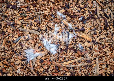 Un primo piano di un mucchio di pelliccia di animale domestico, simile a delicati fili bianchi, sparsi tra i trucioli di legno testurizzati sul terreno Foto Stock