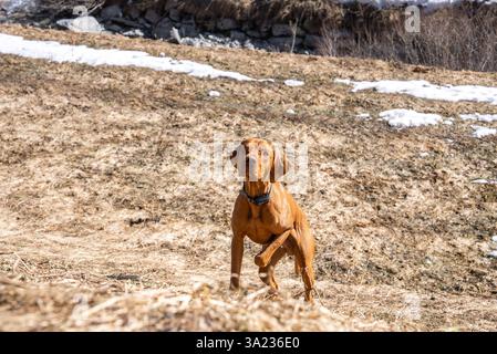 Vizsla Dog che corre sul Dry Grassy Field con la Melting Snow Foto Stock