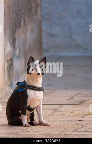 Un Bulldog francese (Canis lupus familiaris) che sorge in un vicolo di Bari Vecchia, il centro storico di Bari, in Italia. Foto Stock