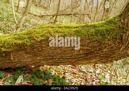 Muschio che cresce sull'albero caduto nella foresta. Foto Stock