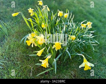 Gallesi di narcisi in primavera Foto Stock