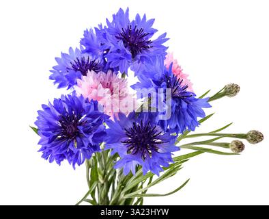 Mazzo di fiori di corno blu e rosa isolati su bianco Foto Stock