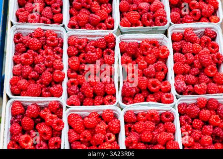Il lampone rosso è una specie di Rubus a frutto rosso originaria dell'Europa. Francia, Europa Foto Stock
