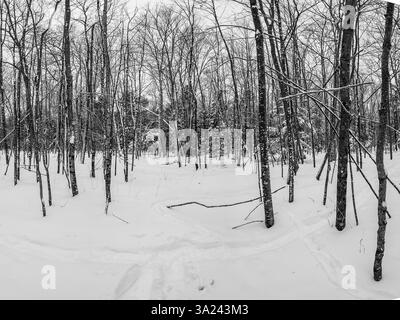 Uno dei miei passatempi invernali preferiti è fare ciaspole dopo una neve fresca. Sono fortunato a vivere in una zona, Door County, Wisconsin, che fornisce questo. Foto Stock