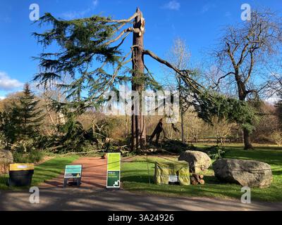24 gennaio, Storm Eowyn: Storm Damage al Royal Botanic Garden, con l'albero più alto dei giardini, un Cedrus deodara scattato a metà, Edimburgo Scozia Foto Stock