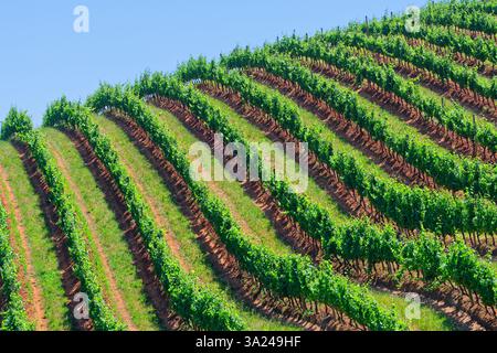 Azienda vinicola e vigneto, regione viticola, Stellenbosch, Sudafrica, Africa Foto Stock