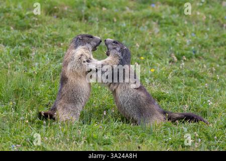 Marmot, Marmota marmota, marmotte combattenti, estate, Parco Nazionale degli alti Tauri, Austria Foto Stock