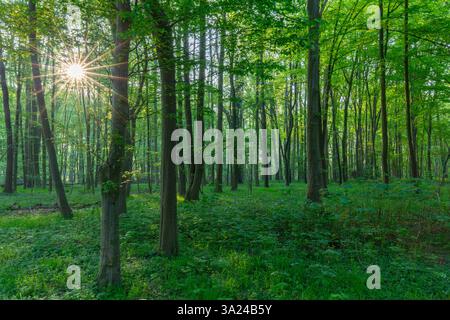 Faggio europeo, Fagus sylvatica, foresta di faggi in primavera, Schleswig-Holstein, Germania Foto Stock