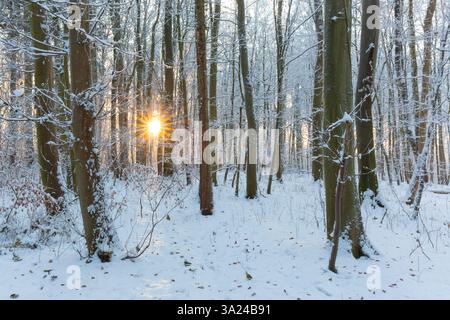 Faggio europeo, Fagus sylvatica, foresta di faggi in inverno, Schleswig-Holstein, Germania Foto Stock