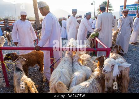 Mercato all'asta del bestiame venerdì mattina a Nizwa, regione ad Dakhiliyah, Sultanato dell'Oman, Penisola Araba, Medio Oriente Foto Stock