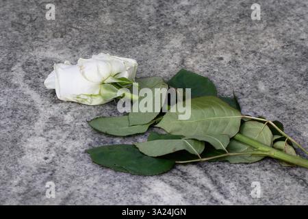 una rosa bianca appassita giace su una lapide di marmo in un cimitero Foto Stock