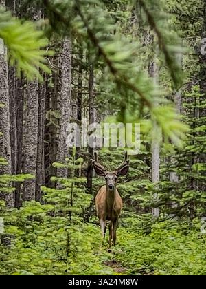 Un giovane cervo maschile con palchi ricoperti di velluto sorge in una fitta foresta verde, circondata da alti alberi sempreverdi e sottobosco. Foto Stock
