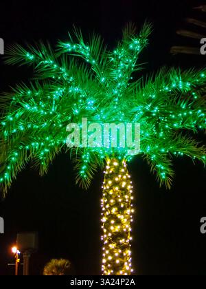 Palma singola con luci verdi di Natale nella parte superiore e luci gialle sul tronco aganista un cielo blu scuro e nero Foto Stock
