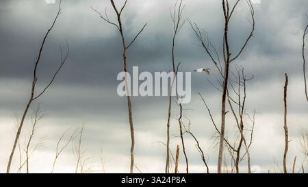 Un solo airone bianco vola con grazia attraverso un paesaggio di alberi crudi e senza foglie e nuvole di tempesta. Foto Stock