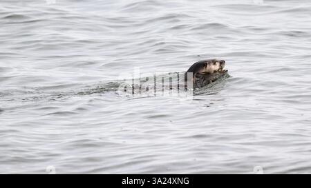 Lontra di fiume che nuota con pesci piatti stellati in bocca nell'acqua dell'oceano Foto Stock