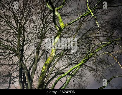 Rami d'albero di notte nella natura. Foto Stock