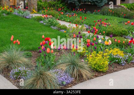 Una splendida gamma di fiori primaverili, tra cui tulipani colorati, phlox e arbusti dorati piantati in un bel giardino paesaggistico a Denver, Colorado. Foto Stock