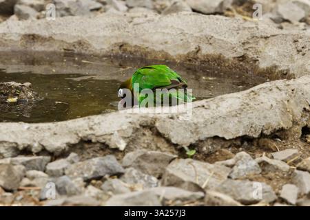 Un Lovebird dal colletto giallo (Agapornis personatus) che beve in una piscina nel Parco Nazionale del Tarangire, Tanzania, Africa Foto Stock