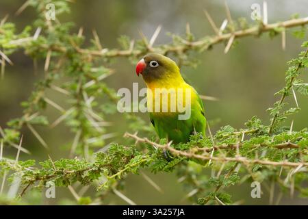 Un Lovebird dal collare giallo (Agapornis personatus) arroccato in un albero spinoso nel Parco Nazionale del Tarangire, Tanzania, Africa Foto Stock