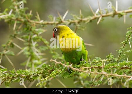 Un Lovebird dal collare giallo (Agapornis personatus) arroccato in un albero spinoso nel Parco Nazionale del Tarangire, Tanzania, Africa Foto Stock