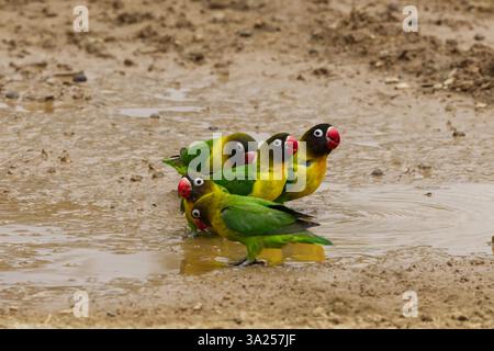 Un gruppo di cinque Lovebirds dal colletto giallo (Agapornis personatus) bevono da una pozzanghera nel Parco Nazionale del Tarangire, Tanzania, Africa Foto Stock