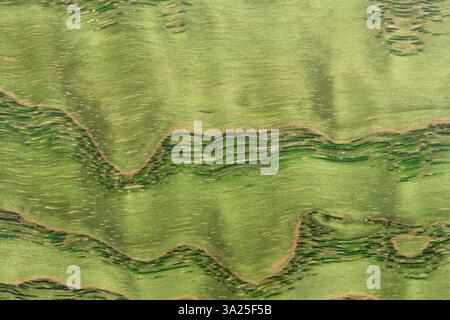 splendido sfondo verde con una trama di legno con venature verdi come esempio di sfondo verde realizzato in legno segato naturale o un esempio di testo in legno Foto Stock