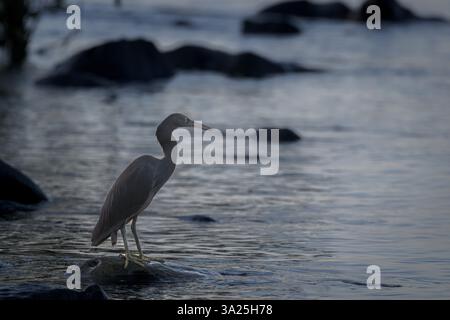 Un solo Egret della barriera corallina orientale o Heron è appollaiato strategicamente su una roccia accanto all'acqua all'alba in attesa che i pesci nuotino oltre il suo luogo di caccia. Foto Stock