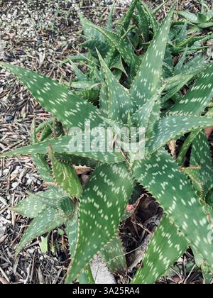 Primo piano della pianta di aloe vera nel giardino. Pianta medicinale con proprietà curative. Concetto di giardinaggio. Foto Stock
