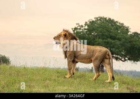 Una vista laterale del profilo di un leone maschio, Panthera leo, in piedi nell'erba. Foto Stock