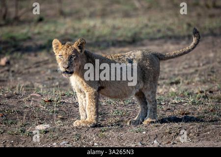 Un cucciolo di leone, Panthera leo, in piedi. Foto Stock